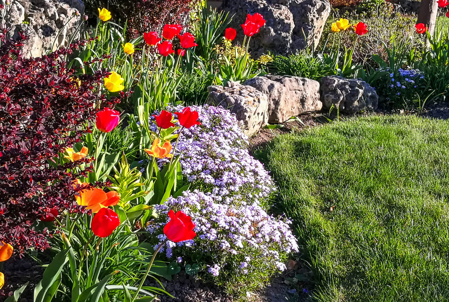 Udsnit af græsplæne, omkranset af blomsterbed med blandt andet tulipaner